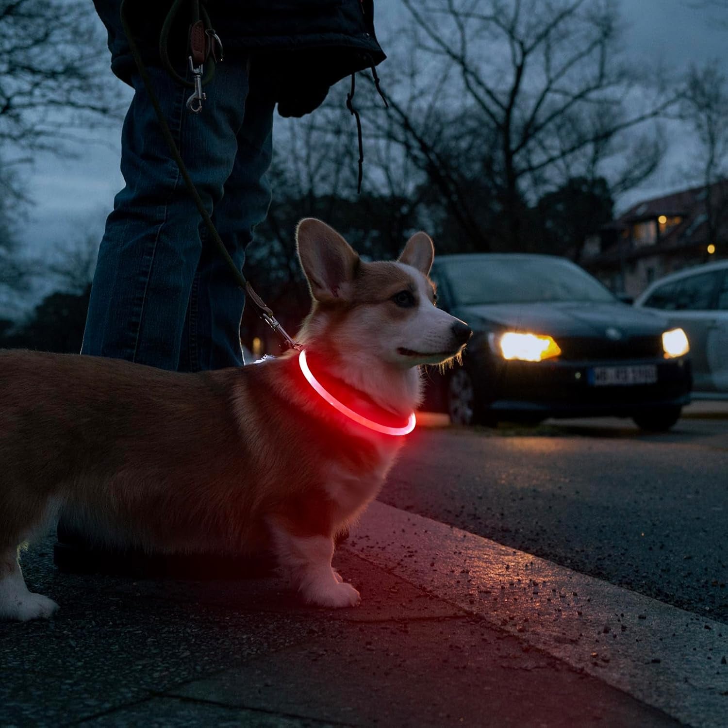 LED Dog Collar Light (Red) – USB Rechargeable for Night Safety